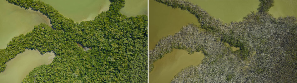 Imagen del Parque nacional de los Everglades (EE.UU). La imagen de la izquierda fue tomada en marzo de 2017. A la derecha fue tomadaen diciembre del mismo año, tras el paso de un huracán. / NASA https://earthobservatory.nasa.gov/images/92033/nasa-mapping-hurricane-damage-to-everglades