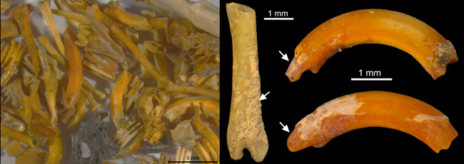 restos micromamíferos