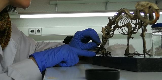 Restauración de un esqueleto en laboratorio