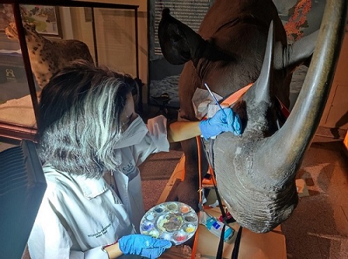 Restauración cromática de un rinoceronte