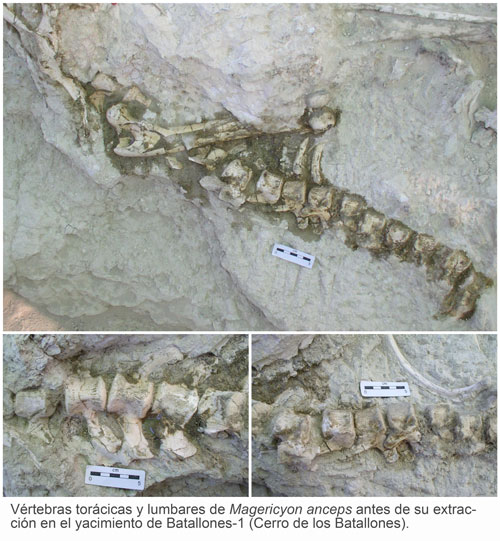 Vértebras torácicas y lumbares de Magericyon anceps antes de su extracción en el yacimiento de Batallones-1 (Cerro de los Batallones).