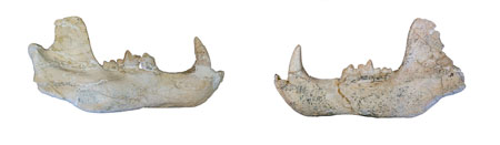 Mandíbulas Ammitocyon kainos