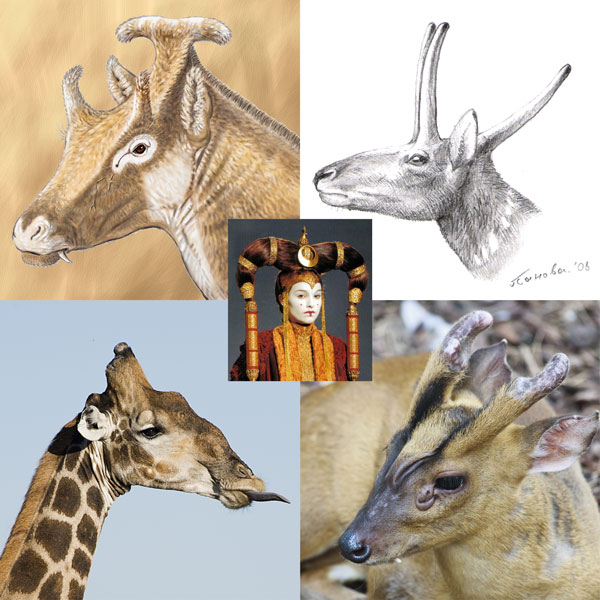 Montaje con dibujos y fotos