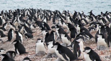 pinguinera