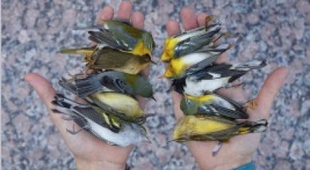 pajaritos muertos