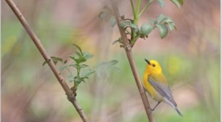 pajarito