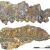 Maxilar con dos premolares y tres molares de Listriodon dukkar, holotipo de la especie. /Jan van der Made