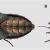 Uno de los ejemplares tipo del escarabajo / Alberto Sanchez Vialas