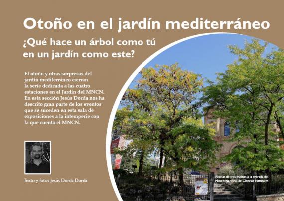 Portada del artículo "Otoño en el jardín mediterráneo. ¿Qué hace un árbol como tú en un jardín como este?" de la revista NaturalMente 04