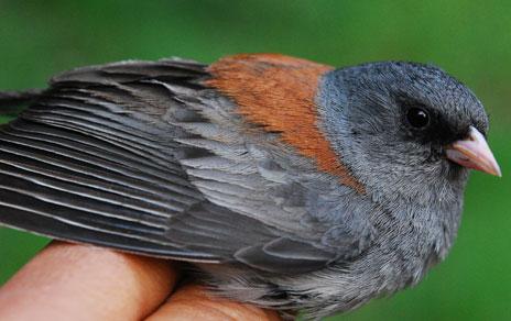 Documentan un caso de especiación extremadamente rápida en aves: los juncos de Norteamérica Documentan un caso de especiación extremadamente rápida en aves: los juncos de Norteamérica