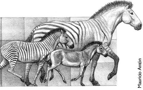 Los cambios climáticos  responsables de la gran diversificación de los caballos