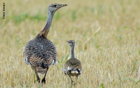 La mayor competitividad de los pollos macho de avutarda afecta a la supervivencia de sus hermanas La mayor competitividad de los pollos macho de avutarda afecta a la supervivencia de sus hermanas