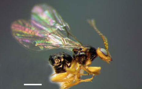 Describen tres nuevas especies de avispas de las agallas en Centroamérica