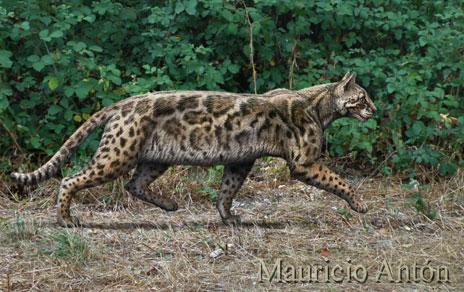 Descubren una nueva especie de felino que vivió en Madrid hace 9 5 millones de años Descubren una nueva especie de felino que vivió en Madrid hace 9 5 millones de años