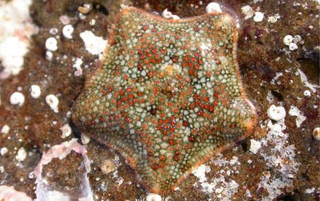 Descubren dos nuevas especies de estrellas de mar Descubren dos nuevas especies de estrellas de mar