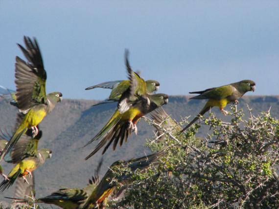 Loros y cacatúas combaten la presencia de parásitos a través de su alimentación Loros y cacatúas combaten la presencia de parásitos a través de su alimentación