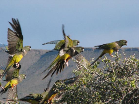 Loros y cacatúas combaten la presencia de parásitos a través de su alimentación