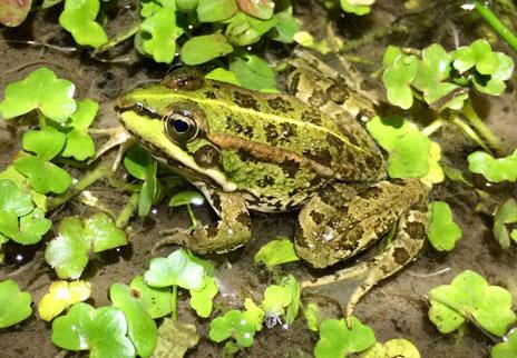 Reemplazo el secreto de la eterna juventud de los cromosomas sexuales de las ranas Reemplazo el secreto de la eterna juventud de los cromosomas sexuales de las ranas