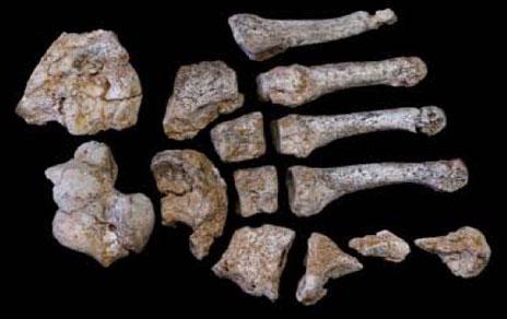 Desvelan la importancia de la endogamia en la extinción de los neandertales