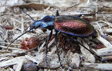 Descifran cómo las glaciaciones del Pleistoceno determinan la distribución de especies en Europa Descifran cómo las glaciaciones del Pleistoceno determinan la distribución de especies en Europa