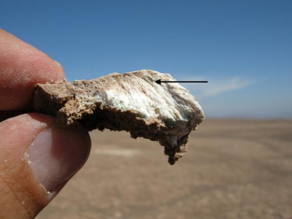 Vida microbiana en el desierto de Atacama: implicaciones para la búsqueda de vida en Marte Vida microbiana en el desierto de Atacama: implicaciones para la búsqueda de vida en Marte