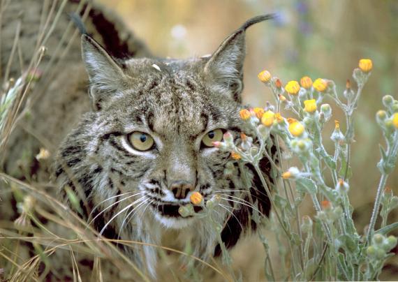 El cambio climático provocará una pérdida generalizada de biodiversidad en el sur de Europa El cambio climático provocará una pérdida generalizada de biodiversidad en el sur de Europa