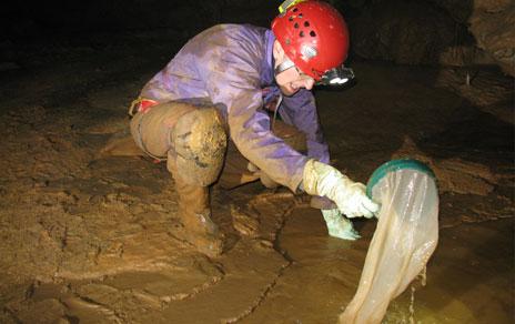 Investigadoras del MNCN descubren una nueva especie de crustáceo subterráneo en la cueva de Goikoetxe  Vizcaya