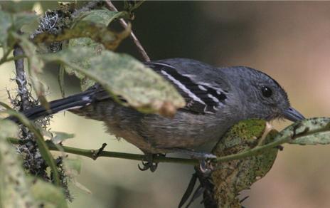 La luminosidad del hábitat influye en el tamaño de los ojos de las aves La luminosidad del hábitat influye en el tamaño de los ojos de las aves