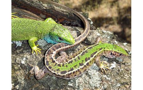 La vitamina E aumenta el atractivo sexual de los machos de lagarto verde La vitamina E aumenta el atractivo sexual de los machos de lagarto verde