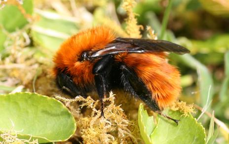 La mayor habilidad para volar podría contribuir a la rápida expansión del abejorro europeo en la Patagonia La mayor habilidad para volar podría contribuir a la rápida expansión del abejorro europeo en la Patagonia