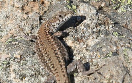 Las condiciones ambientales moldean la morfología de la  lagartija ibérica