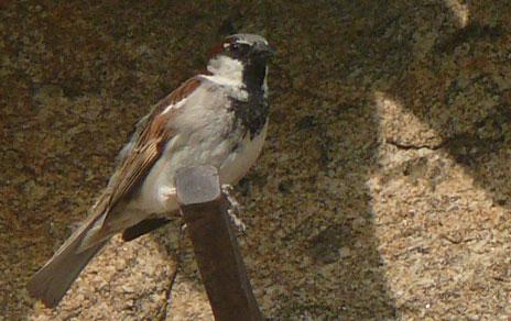 Las aves capaces de vivir en entornos urbanizados colonizan mejor nuevos hábitats