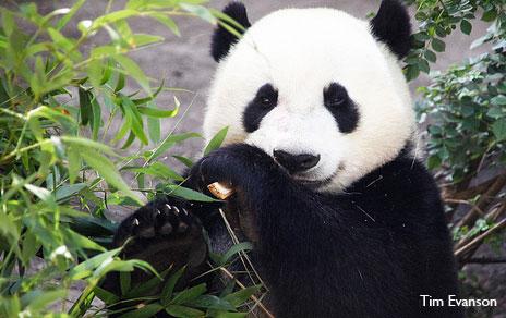 Tras los orígenes del falso pulgar del panda