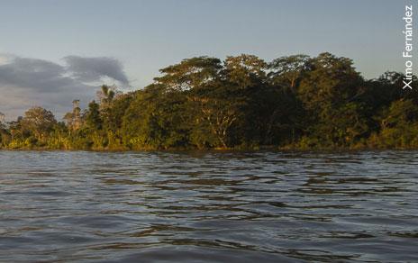 La desaparición de los bosques inundados amenaza la abundancia y la diversidad de los peces en el Amazonas