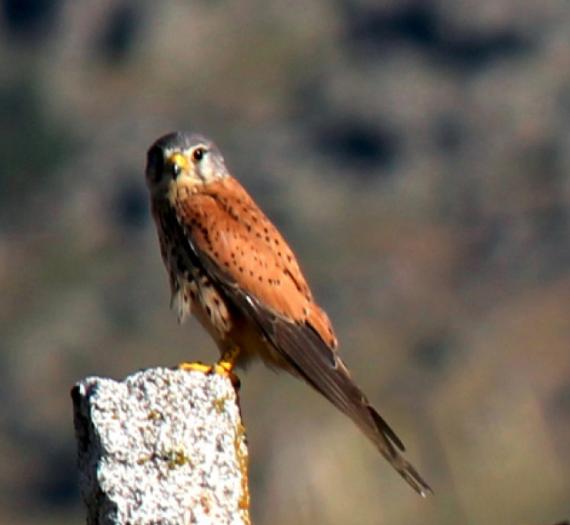La apariencia más femenina de las aves juveniles reduce las diferencias sexuales en adultos La apariencia más femenina de las aves juveniles reduce las diferencias sexuales en adultos