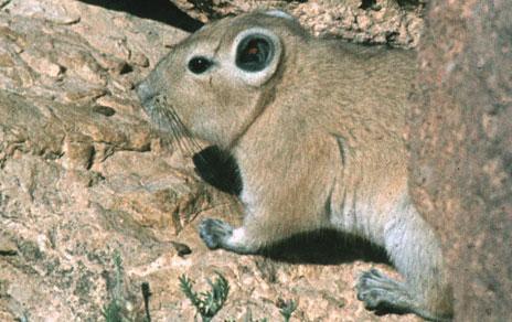 Una nueva especie de roedor demuestra que los mamíferos ya viajaban entre Asia y África hace 18 millones de años