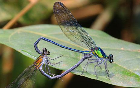 Anuncian las especies Top 10 descubiertas en 2015 Anuncian las especies Top 10 descubiertas en 2015