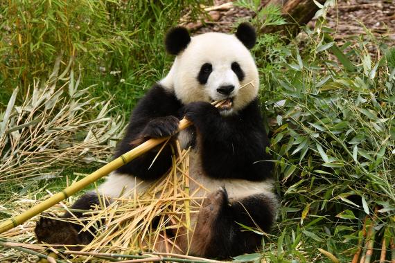 Se asemeja excitación Barrio bajo El último oso panda de Europa vivió en la península ibérica | Museo  Nacional de Ciencias Naturales