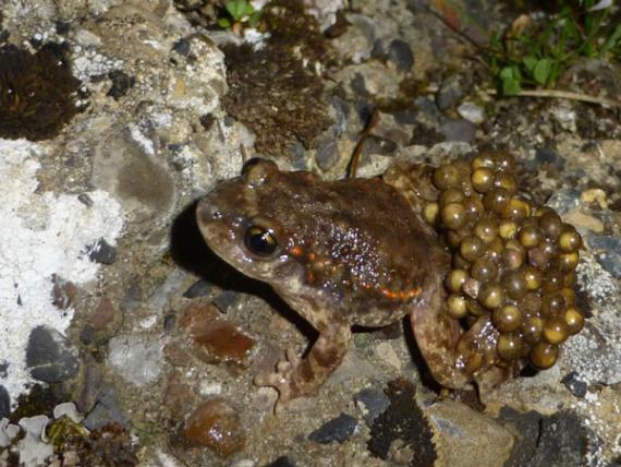 Macho de sapo partero común del Parque Natural de Somiedo portando huevos a su espalda