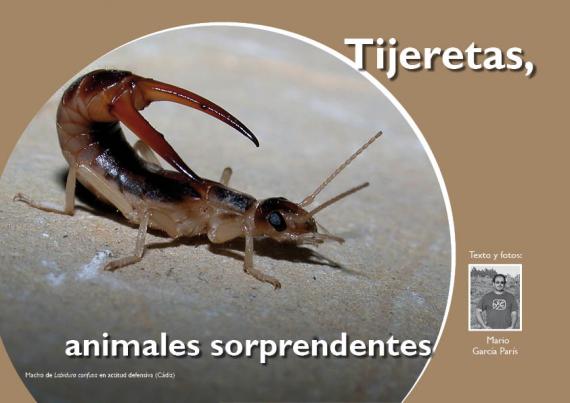 Portada del artículo "Tijeretas, animales sorprendentes" de la revista NaturalMente nº 5