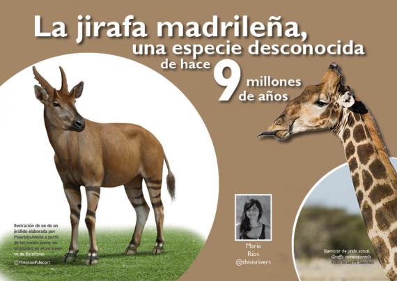 Portada del artículo "La jirafa madrileña, una especie desconocida de hace 9 millones de años" de la revista NaturalMente nº 7