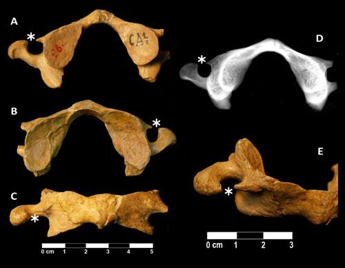 atlas neandertales