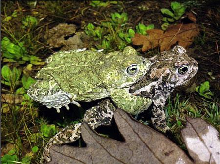 Una pareja de sapos corredores, 'Epidalea calamita', de la Sierra de Guadarrama. / Íñigo Martínez-Solano