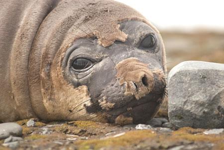Una foca de la Antártida / Xiomara Cantera 
