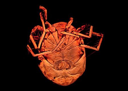 Vista ventral del ácaro descrito, Piona Alpedretinea. Alrededor de la zona genital pueden apreciarse las acetábulas que caracterizan a la especie. / Antonio G. Valdecasas