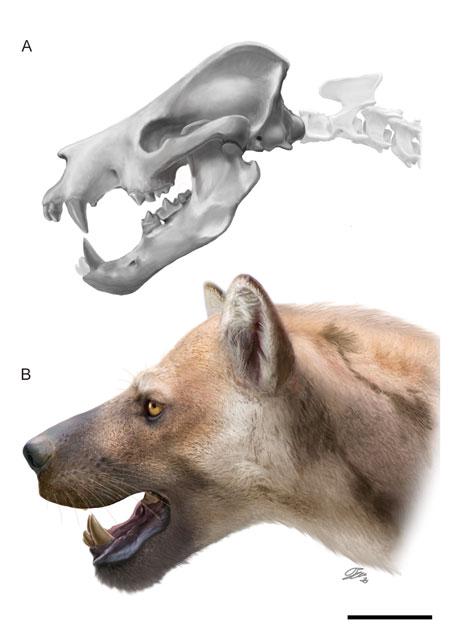 Recreación del aspecto en vida de la nueva especie de anficiónido Ammitocyon kainos /Oscar Sanisidro de la Universidad de Alcalá