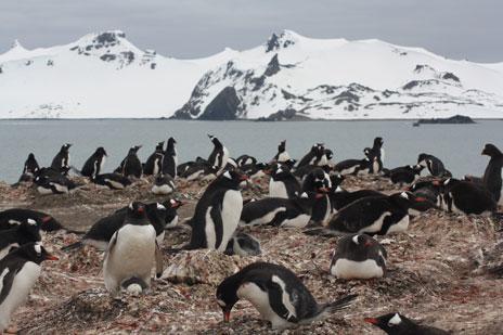 Colonia de pingüino papúa en la península de Byers, una de las localidades incluidas en el estudio. / Andrés Barbosa (MNCN-CSIC)