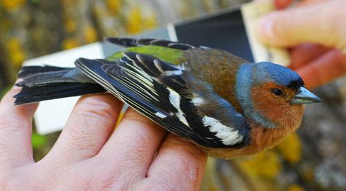 Fringilla coelebs, / Borja Milá