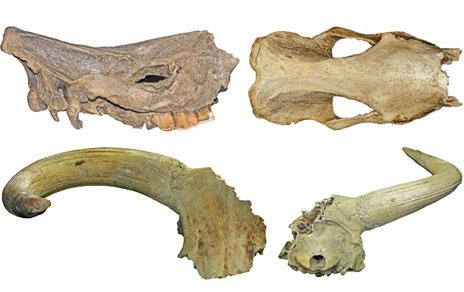Imagen lateral y frontal del cráneo de Ceratotherium simum y Vista frontal y posterior del cráneo de Bos primigenius