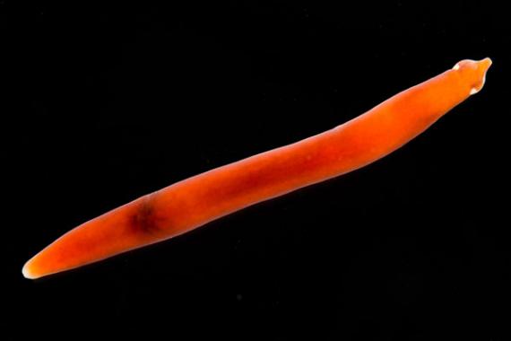 Imagen de un espécimen de 'Antarctonemertes valida', la especie estudiada, fotografiado por Gonzalo Giribet